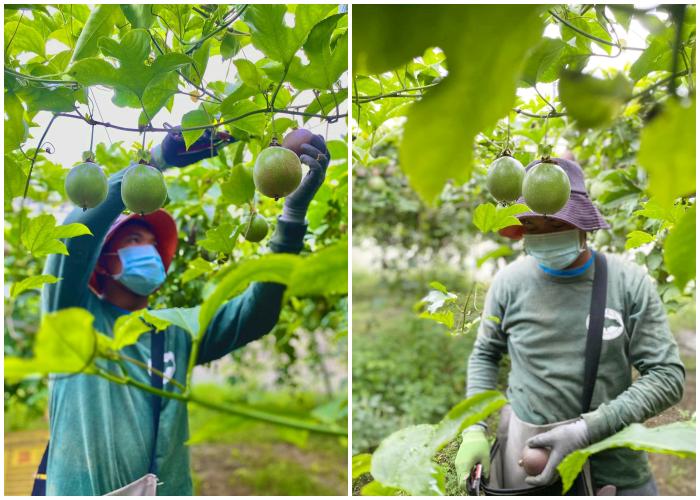 Filipino Young Farmers Internship Program