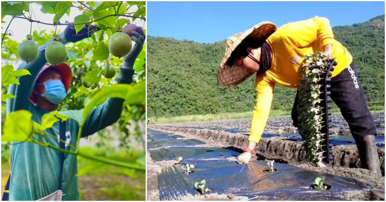 Filipino Young Farmers Internship Program
