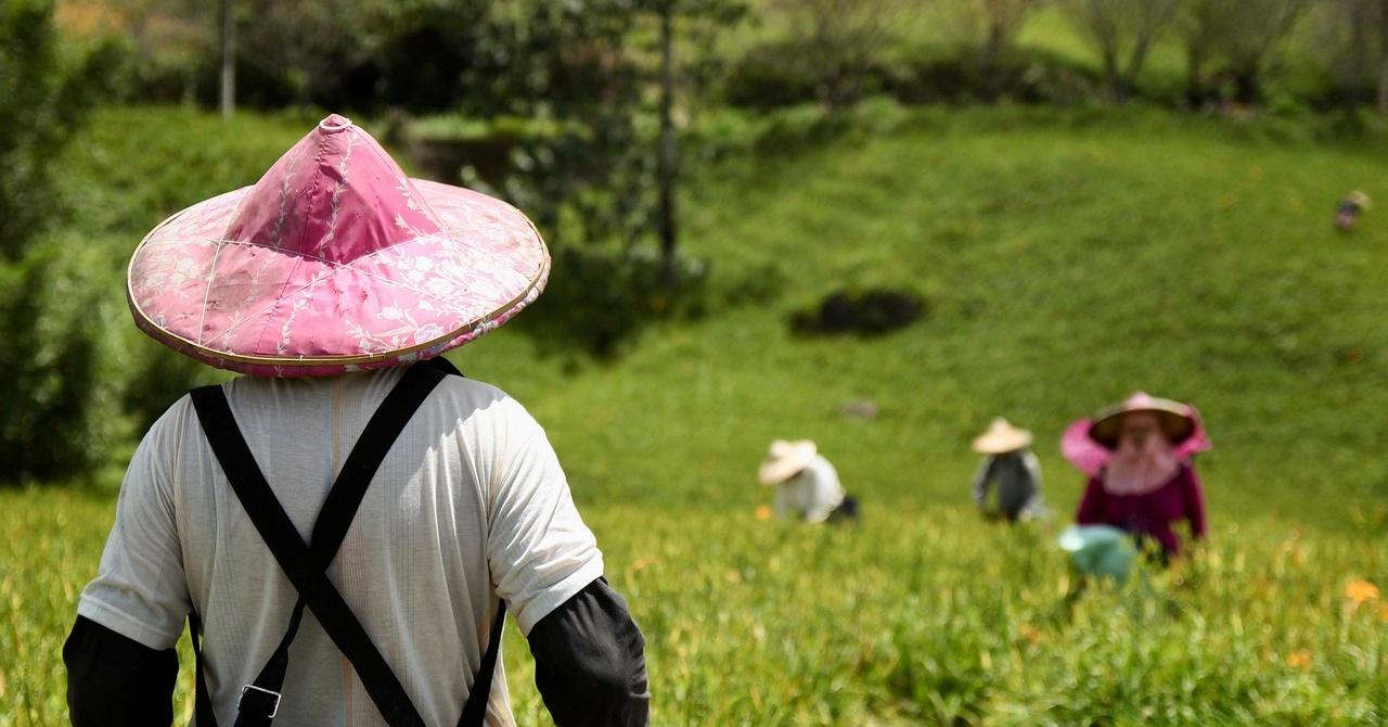 Apply Farm Worker Taiwan